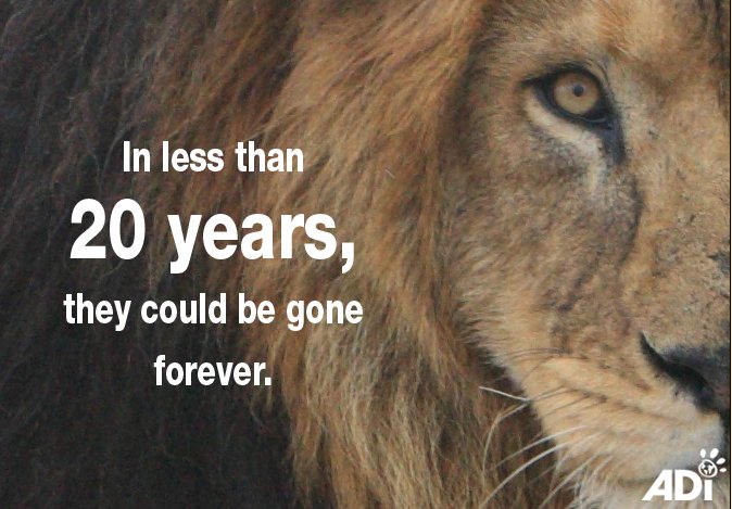 AnimalDefenders's tweet photo. In as little as 10-20 years, lions could disappear from the wild forever. Today is World Wildlife Day, will you help us protect them? #worldwildlifeday https://t.co/rxPDILhaPv #animaldefendersinternational #adi https://t.co/1MaksqYGat