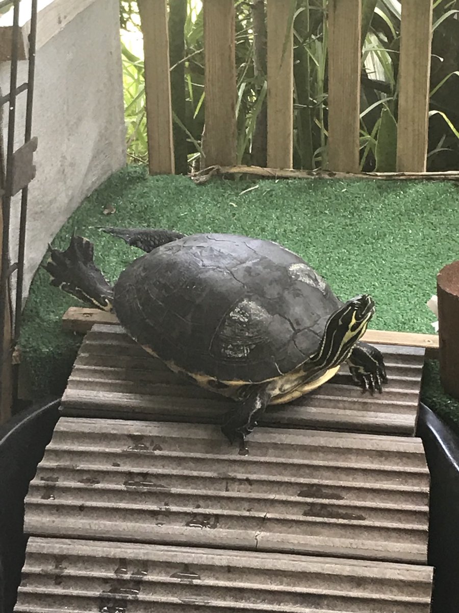 SheriLynnEB88's tweet photo. Our basking turtle, Twiggy #turtle #baskingturtle https://t.co/hyIe7D8oQ2