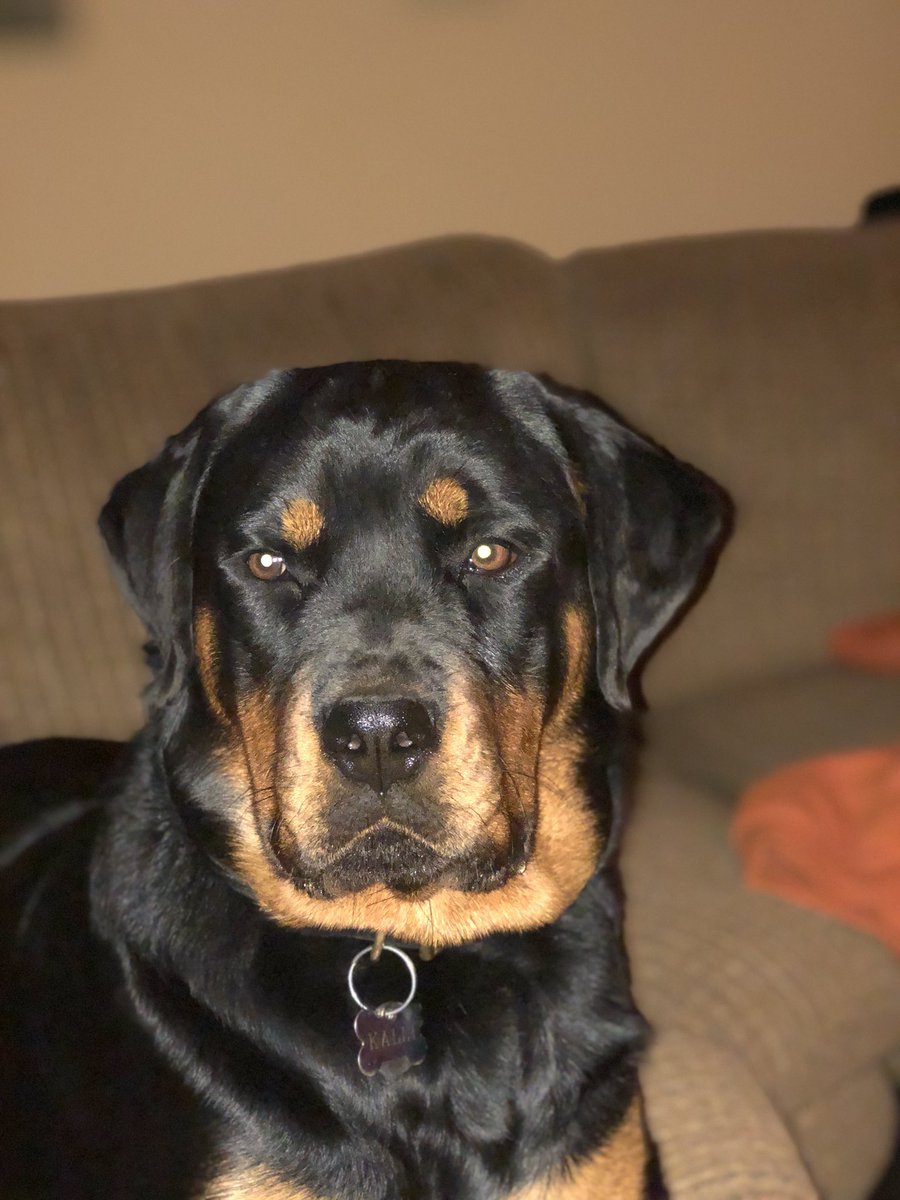 lterrazas05's tweet photo. #MyKalliGirl beautiful 9 month Rottie https://t.co/gpcpWPlb9a