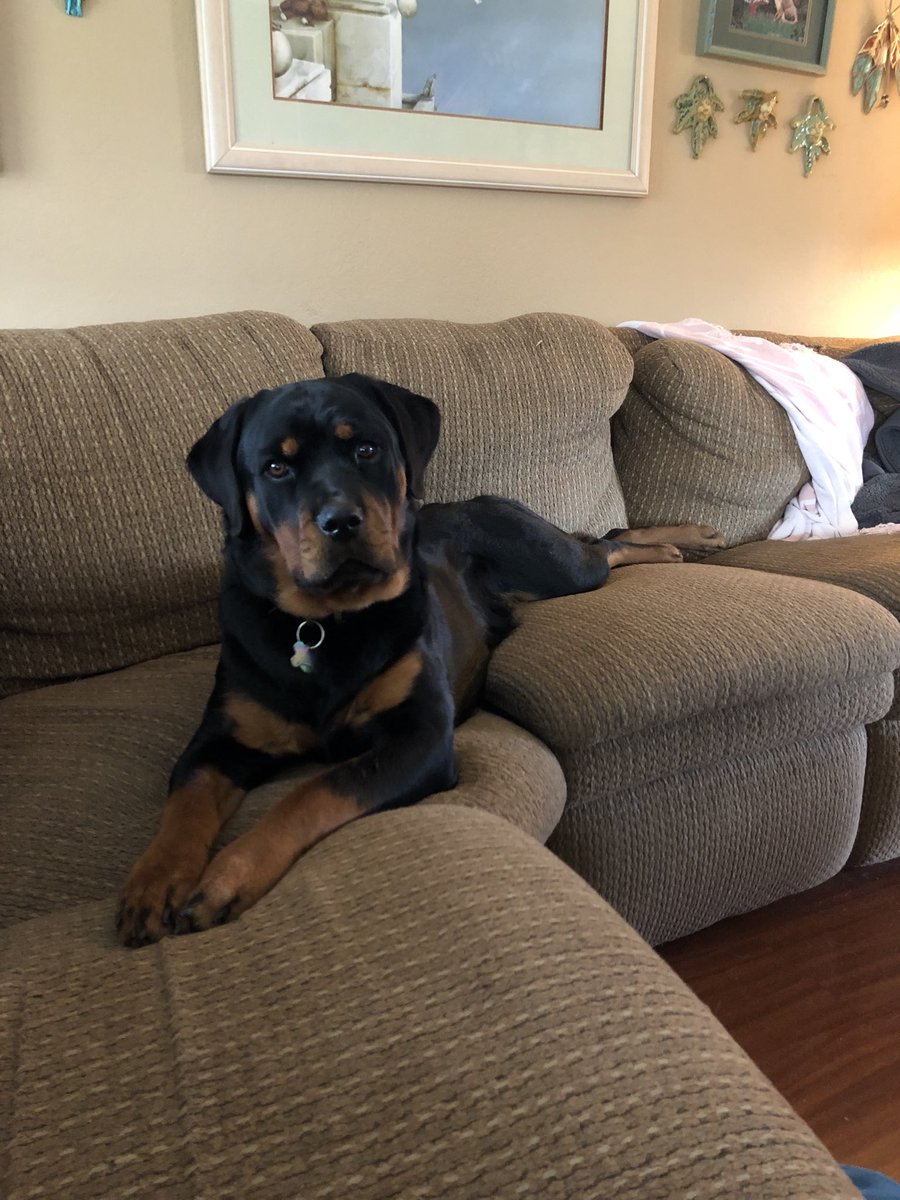 lterrazas05's tweet photo. #MyKalliGirl beautiful 9 month Rottie https://t.co/gpcpWPlb9a