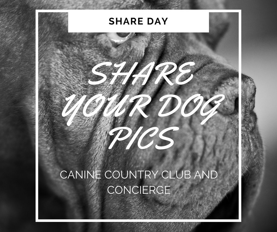 CanineCCC's tweet photo. It's Share Day!  Share a picture of your dog(s)!
#dogdaycare #dogdaycarenh #dogdaycarelife #tuckeredoutdogdaycare #tuckeredoutdogs #beautifulday #dogsofinstagram #playallday #barringtonnh #fallinnewhampshire #tuckeredout #tuckeredout https://t.co/0cRWC7ch4P