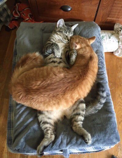 ImergencyCat's tweet photo. cuddle bugs https://t.co/eyxcSE7Mt0