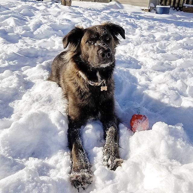 barkwithsam's tweet image. Is it even Canada if it doesn't snow in March? 🇨🇦
#canadianproblems 
Tag a Canadian that would understand! 🐶
.
.
.
#gsdstagram #gsdofig #instagsd #thegermanshepherdworld #gsdofigworld #dogsofinstagram #gsd_feature ift.tt/2oDwV0n
