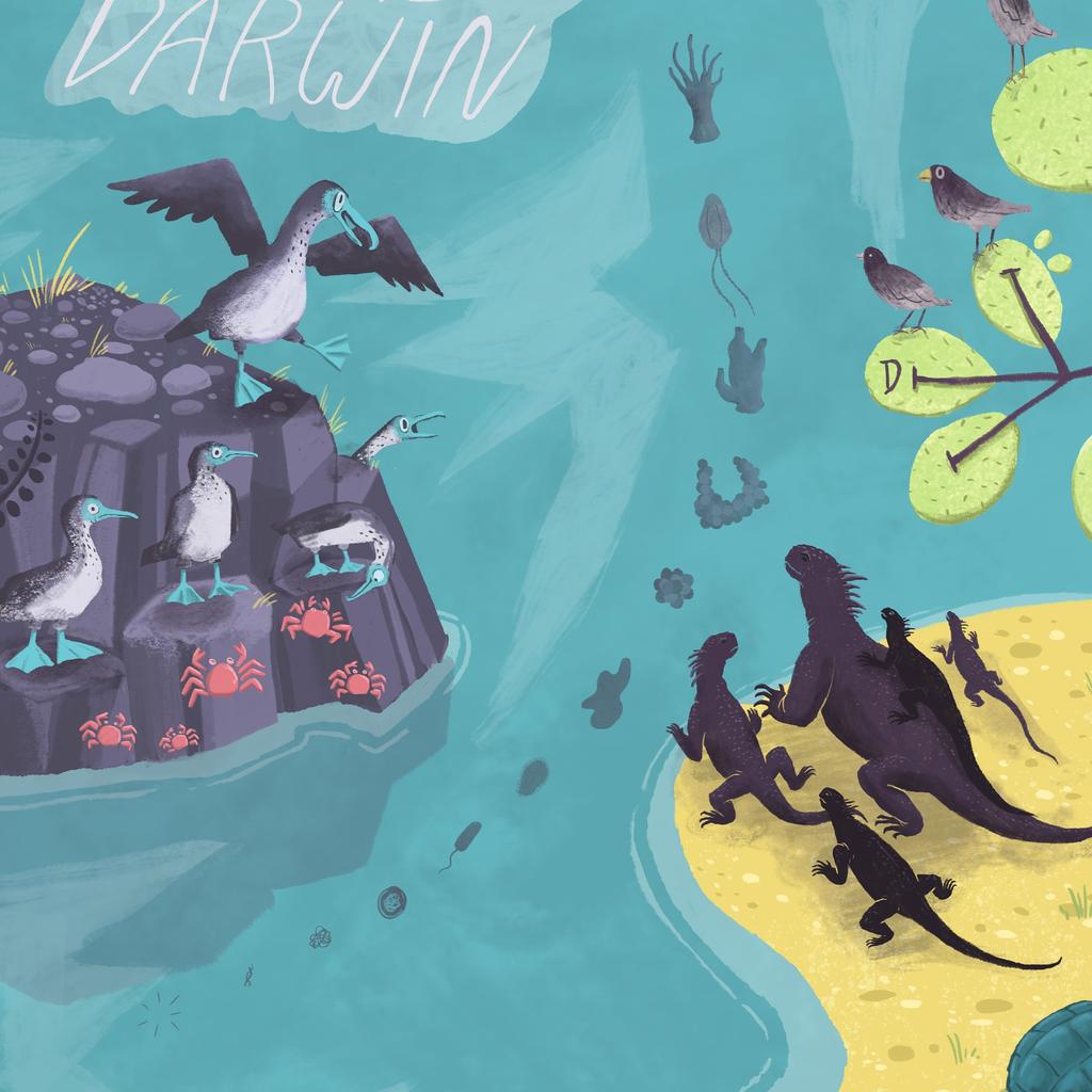 A detail of something fun I'm working on! Sharing much much more soon!

#illustration #darwin #charlesdarwin #iguanas #galapagos #bluefootedbooby #island #evolution #diversity