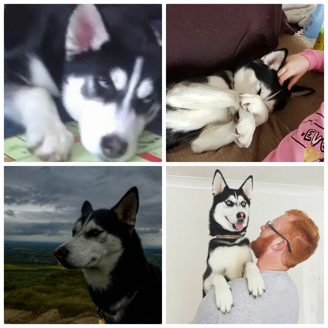 can_chlo's tweet photo. My baby puppy https://t.co/3FYygr5xDf