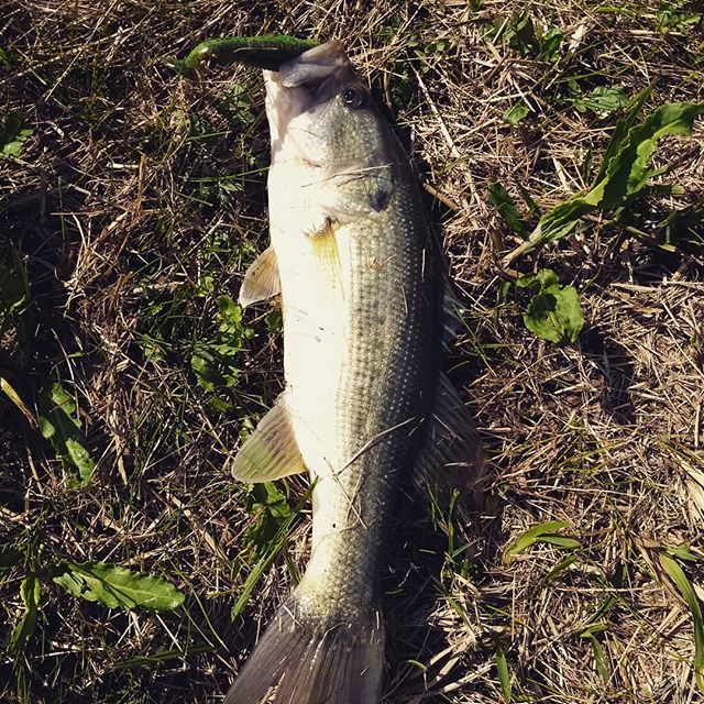 CrouchOutdoors's tweet photo. Finally getting warm. Prespawn is in full effect. #fishing #bassfishing #largemouthbass #lmb #texasfishing #texasangler #kaf #keepaustinfishing https://t.co/4cdfSef8X3