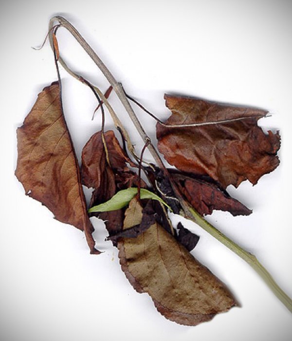 Mizzou IPM tweet media