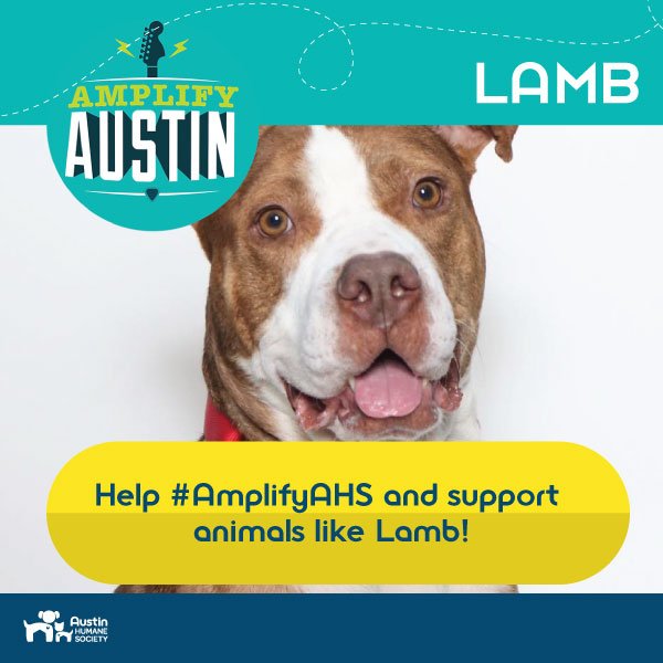Ericka_Miller's tweet photo. So far 399 people have donated to our #AmplifyAHS fund - who is going to be number 400?!?!

https://t.co/GkmEUv3UfL https://t.co/eUsTs2ysmL