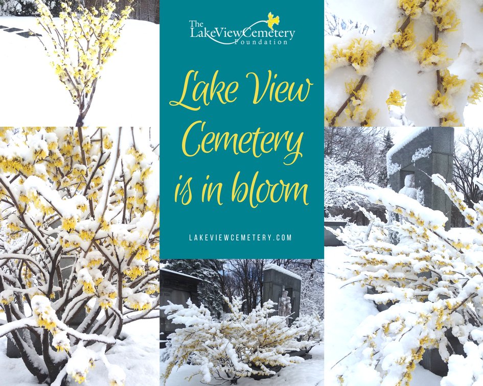 LakeViewCem's tweet photo. 💛💛 Despite the snow this witch hazel is in bloom... pictures captured this morning. #GroundsForLife https://t.co/tpesQYxMsY