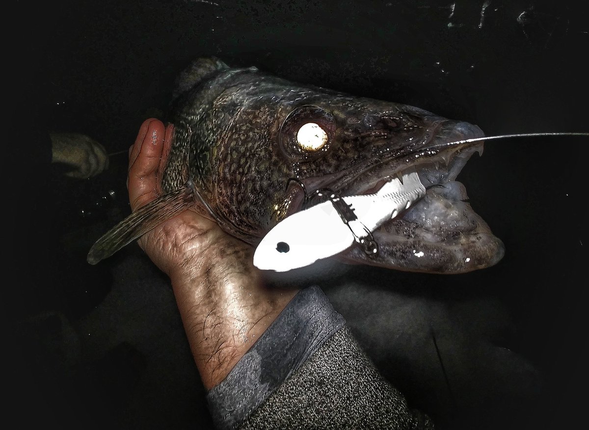 FishCowboyz's tweet photo. No Turning Back!
#FreedomTackleco #TurnbackShad #howdoyouswing #walleyefishing #walleye #CortlandLine #FeelThePull #Masterbraid #13fishing #myol #wickedice #humminbird #helix5 #seaguar #fishing #fishcowboyz #icefishing #sault #travelontario #hook https://t.co/zIJNVhXVMF