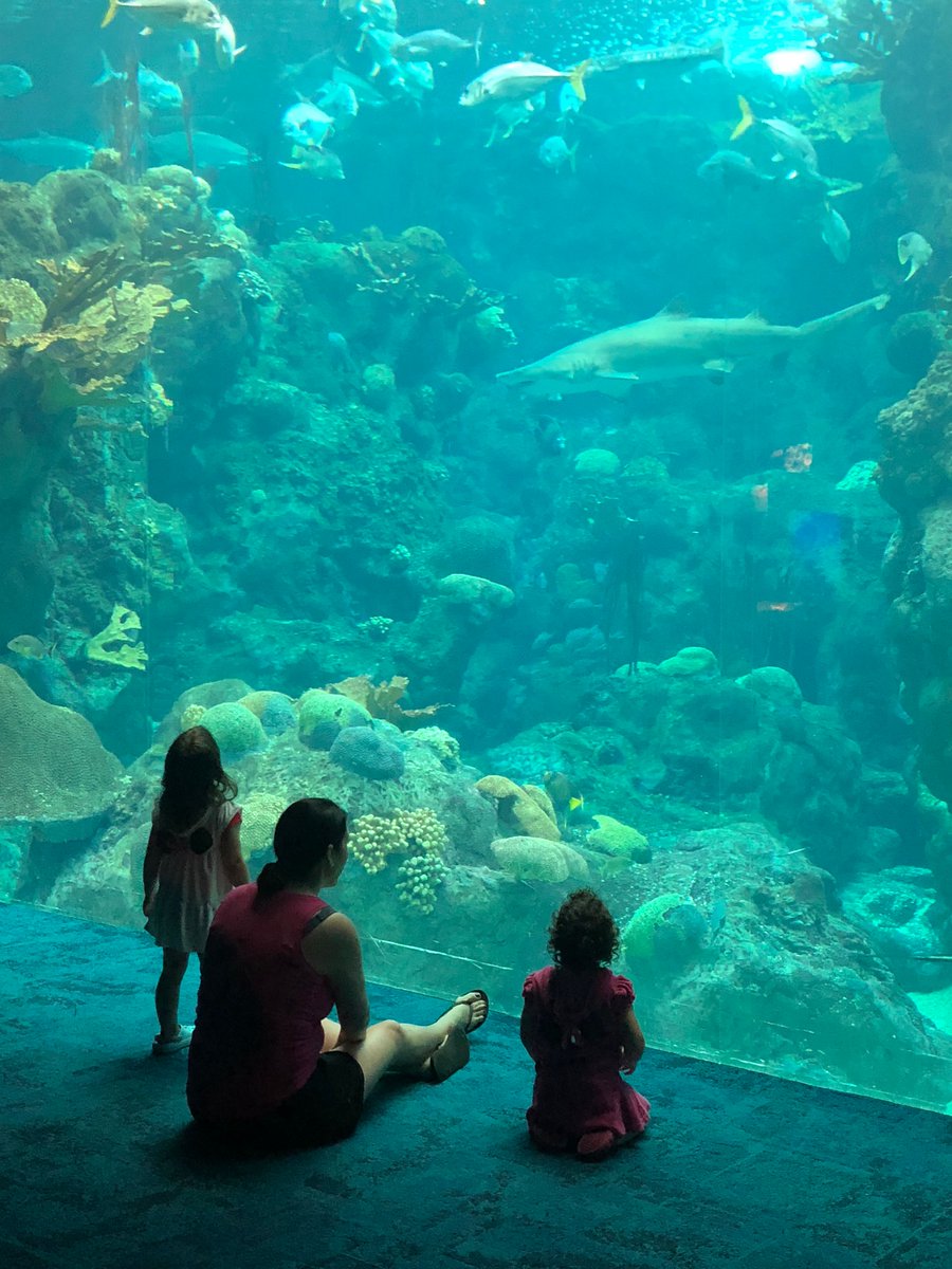 VisitTampaBay's tweet photo. Honored to see @floridaaquarium listed among such incredible company on @TripAdvisor's list of the tip aquariums in the country! https://t.co/XBznOXoVty https://t.co/3Oq6m6D9Vd