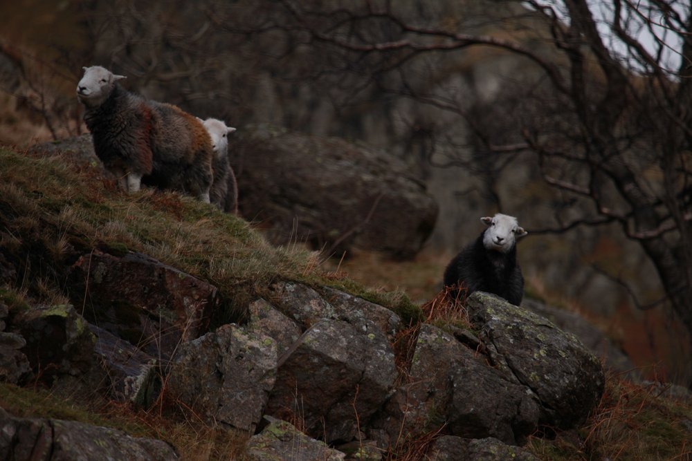 Hardy herdwicks on the fell. A common sight in Daren Bartlett's forthcoming documentary <a href="/DogAndStick/">Dog&Stick</a> adogandastick-documentary.com
#herdwick #Cumbria #LakeDistrict #Shepherds