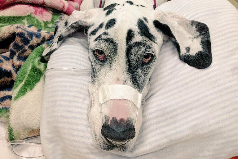 spotted Great Dane looking very very very very very very sad