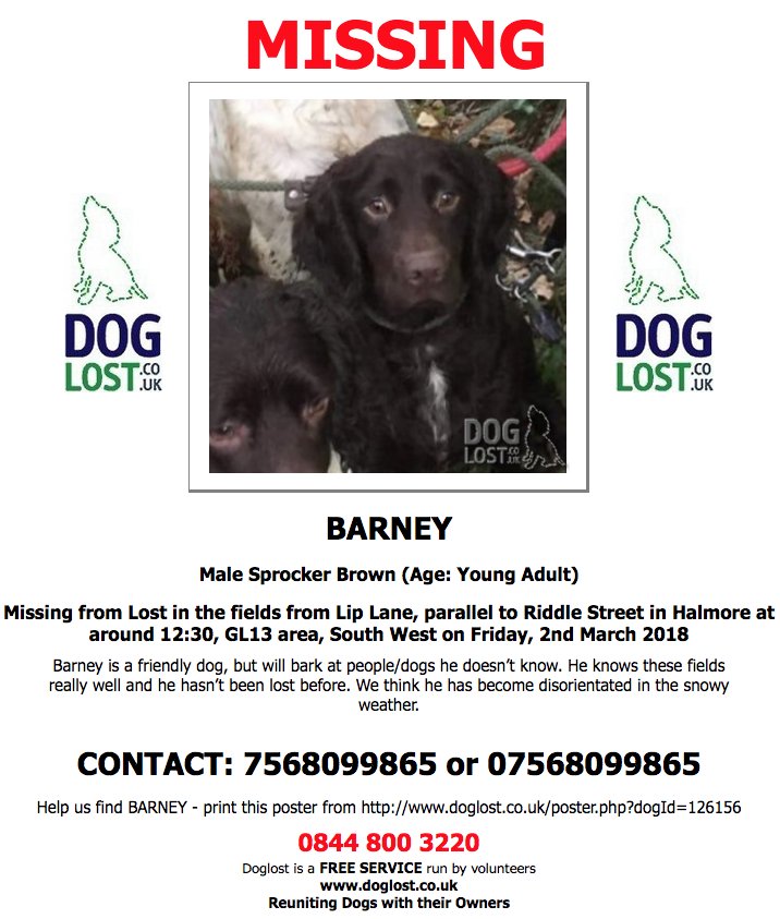 DogLostUK's tweet photo. https://t.co/jt1sXwNKjV 
#LOST  BARNEY
Male #Sprocker 
#Halmore #GL13 
 Friday, 2nd March 2018  
#Lostdog #ScanMe   https://t.co/WD0kKpYa8M @VetsGetScanning @SAMPAuk_ https://t.co/mKaH43LYsc