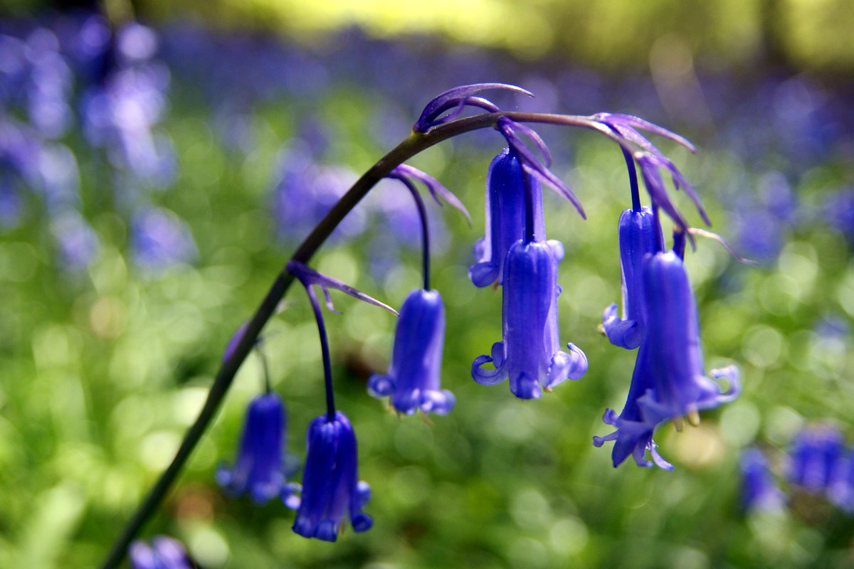 LionsGiving's tweet photo. We are calling on #walkers to take part in the annual Arlington Bluebell #Walk and Farm Trail on 10th and 11th May 2018. This year the picturesque walk is in aid of our Lions Head Scanner Appeal for @kssairambulance Find out more https://t.co/4cpdpcQBJa https://t.co/AfJABiecXq