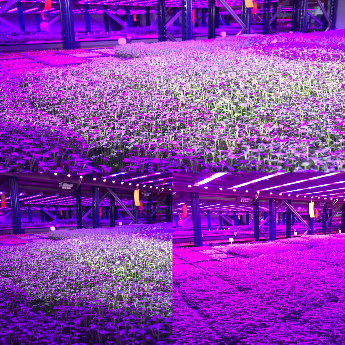 northcountryken's tweet photo. With disrupted deliveries because of the severe weather we have managed a good week of sowing baby leaf/herbs at #AnarchyUrbanFarm &amp; now it’s looking pretty full &amp; ready for next weeks deliveries https://t.co/guY2r2Uj0f