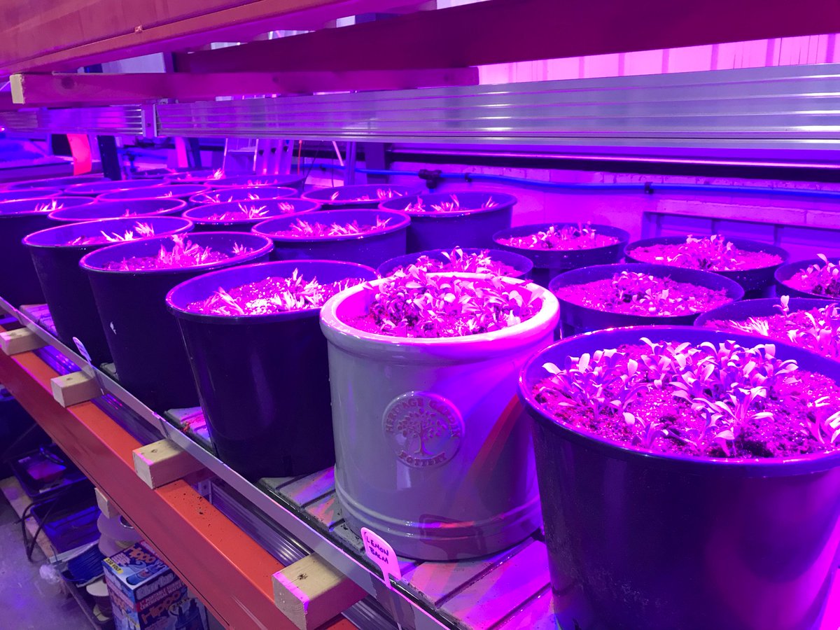 northcountryken's tweet photo. Good day potting on Oyster Leaf root cuttings into large pots &amp; under our led grow lights at #AnarchyUrbanFarm https://t.co/DtExMJxpOH