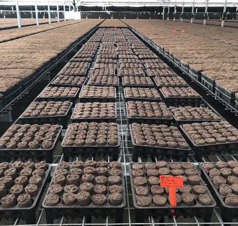 amahort's tweet photo. Here's another grower ready to run a #tree #propagation trial in #RootSmart™. This #California grower wants to #endrootgirdling and produce #healthytrees https://t.co/wqD8eHOoxt