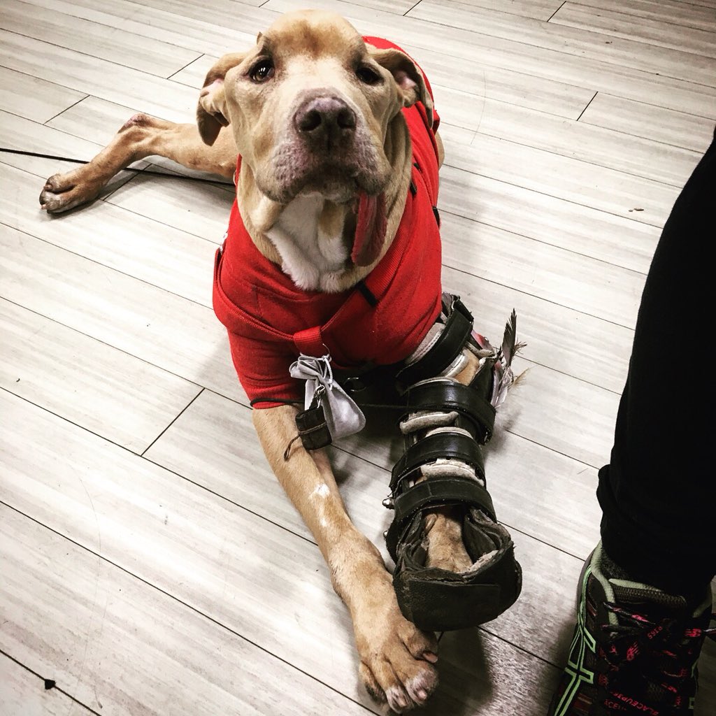 wintonmedia's tweet photo. Just wrapped up some DIT work on a @netflix series focused around the human connection with dogs. Wilma’s owner Steve has dedicated 9yrs to keeping this pup happy and healthy. Wilma stole my heart! #DIT #digitalimaging #digitalimagingtechnician #onseteditor #onset #netflix #dogs https://t.co/O0M5Fq6Yf9