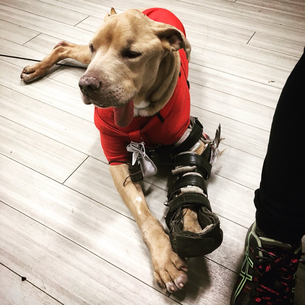 wintonmedia's tweet photo. Just wrapped up some DIT work on a @netflix series focused around the human connection with dogs. Wilma’s owner Steve has dedicated 9yrs to keeping this pup happy and healthy. Wilma stole my heart! #DIT #digitalimaging #digitalimagingtechnician #onseteditor #onset #netflix #dogs https://t.co/O0M5Fq6Yf9