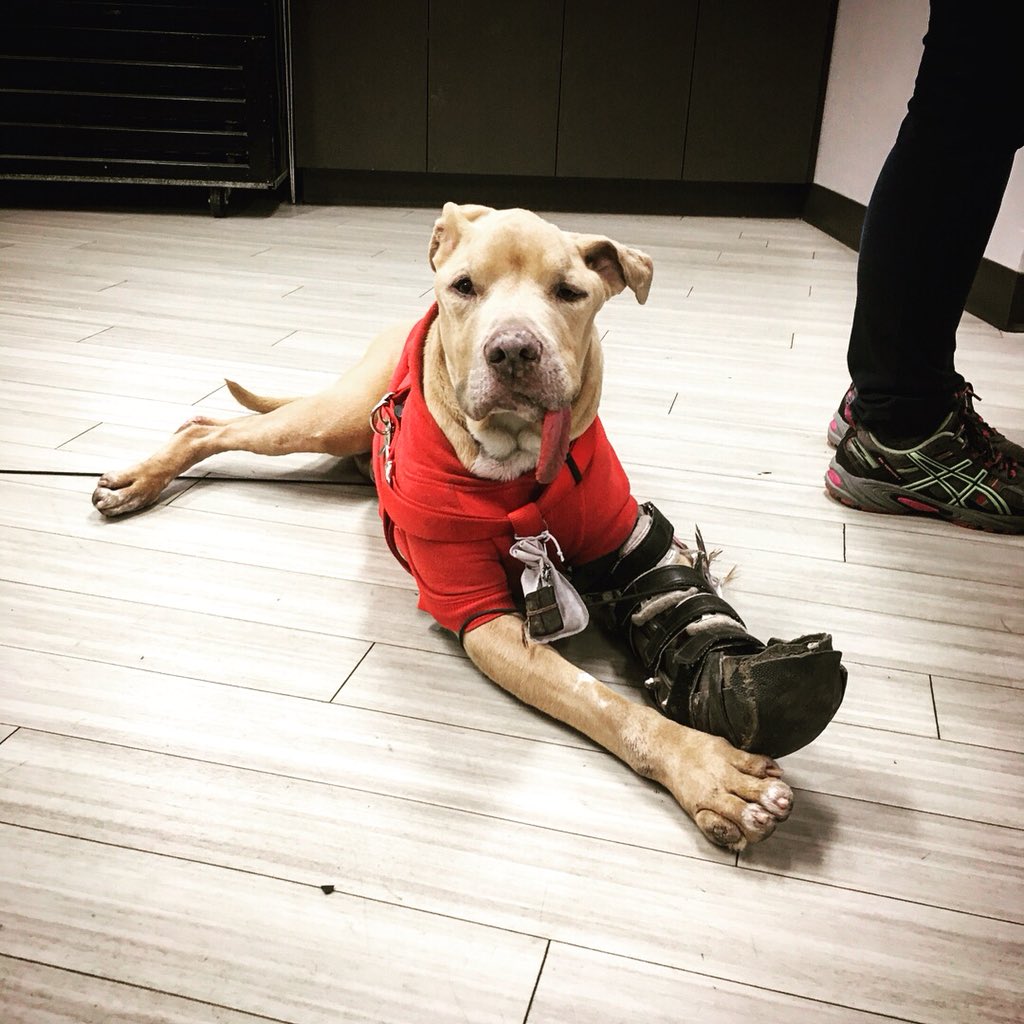 wintonmedia's tweet photo. Just wrapped up some DIT work on a @netflix series focused around the human connection with dogs. Wilma’s owner Steve has dedicated 9yrs to keeping this pup happy and healthy. Wilma stole my heart! #DIT #digitalimaging #digitalimagingtechnician #onseteditor #onset #netflix #dogs https://t.co/O0M5Fq6Yf9