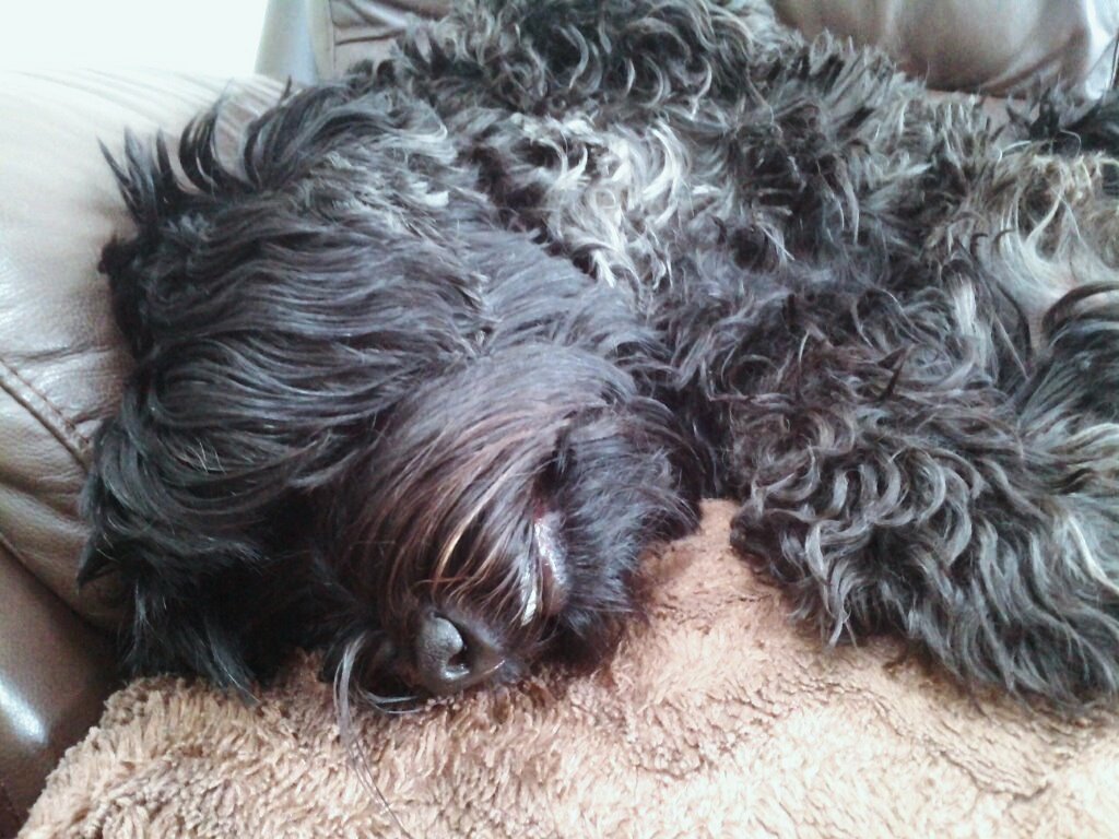 TheWagilyTail's tweet photo. @Ziggy_sprocker woof Miss Ziggy - cozy xx #warmthinnumbers #wagilytail https://t.co/eY8HxqbjuN