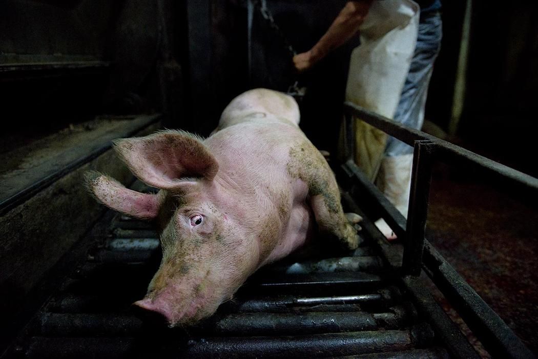 PartidoPACMA's tweet photo. 📸 | Así retrata @Tras_los_Muros la crueldad de los mataderos https://t.co/8hiqOazNp9 https://t.co/wPSd5CEI1x