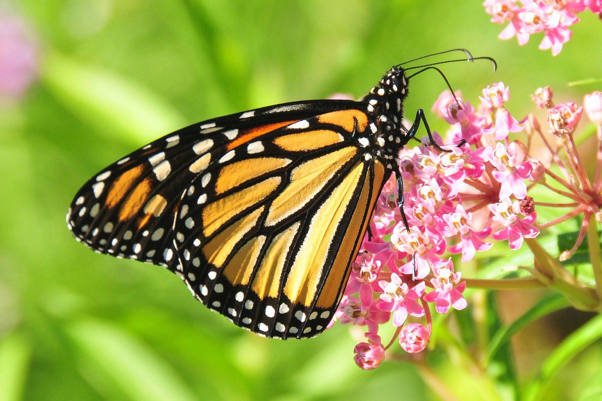 MortonPollinate's tweet photo. Did you know that Monarch Butterflies becomes toxic to birds by feeding on milkweed plants???!! #MortonPride @bio_otoole https://t.co/Y9cW0sqGuy