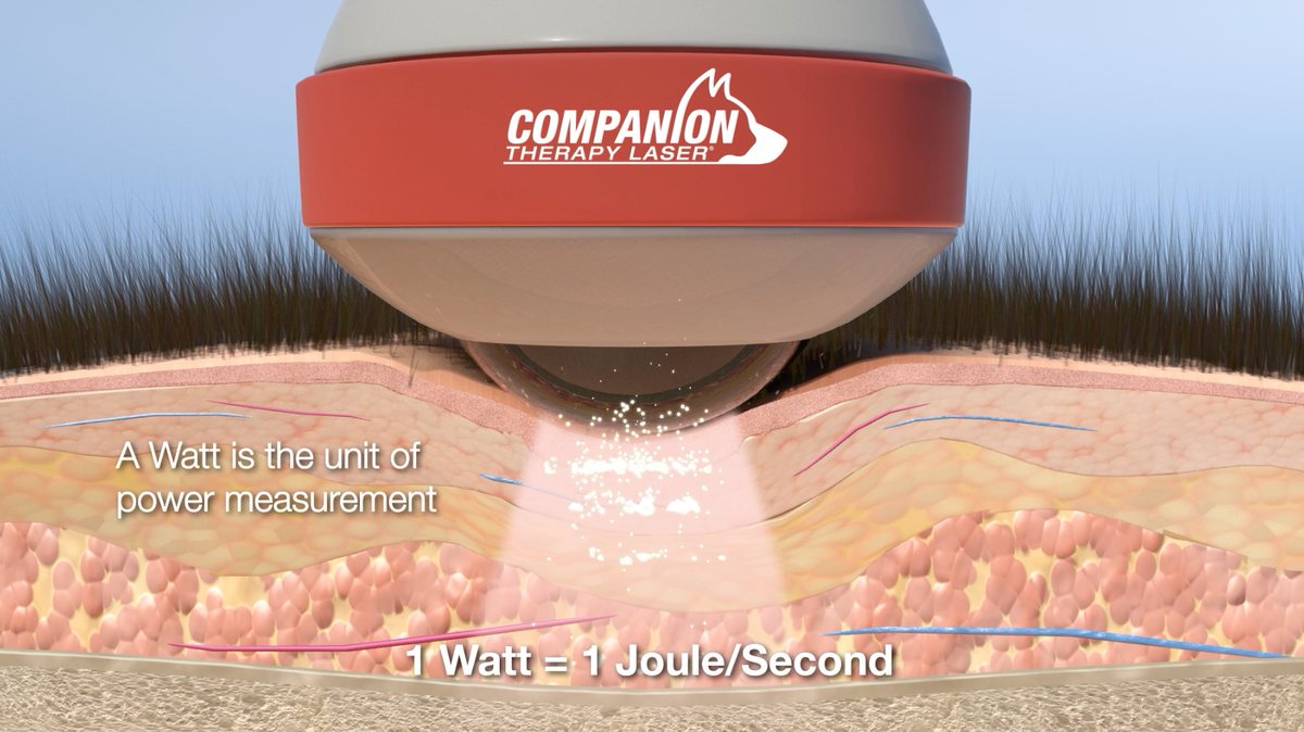 Cotswold Animal Therapy (CotswoldAnimal) Twitter