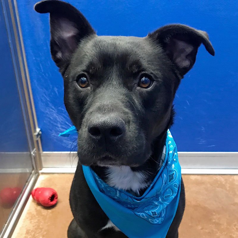 kyhumane's tweet photo. Harley has been w/ @kyhumane since October looking for his forever home. He's a sweet, smart boy who needs a home without cats but would love to meet any potential dog siblings! Info: https://t.co/jsMlnoofc4 https://t.co/VAOHVRuUW9