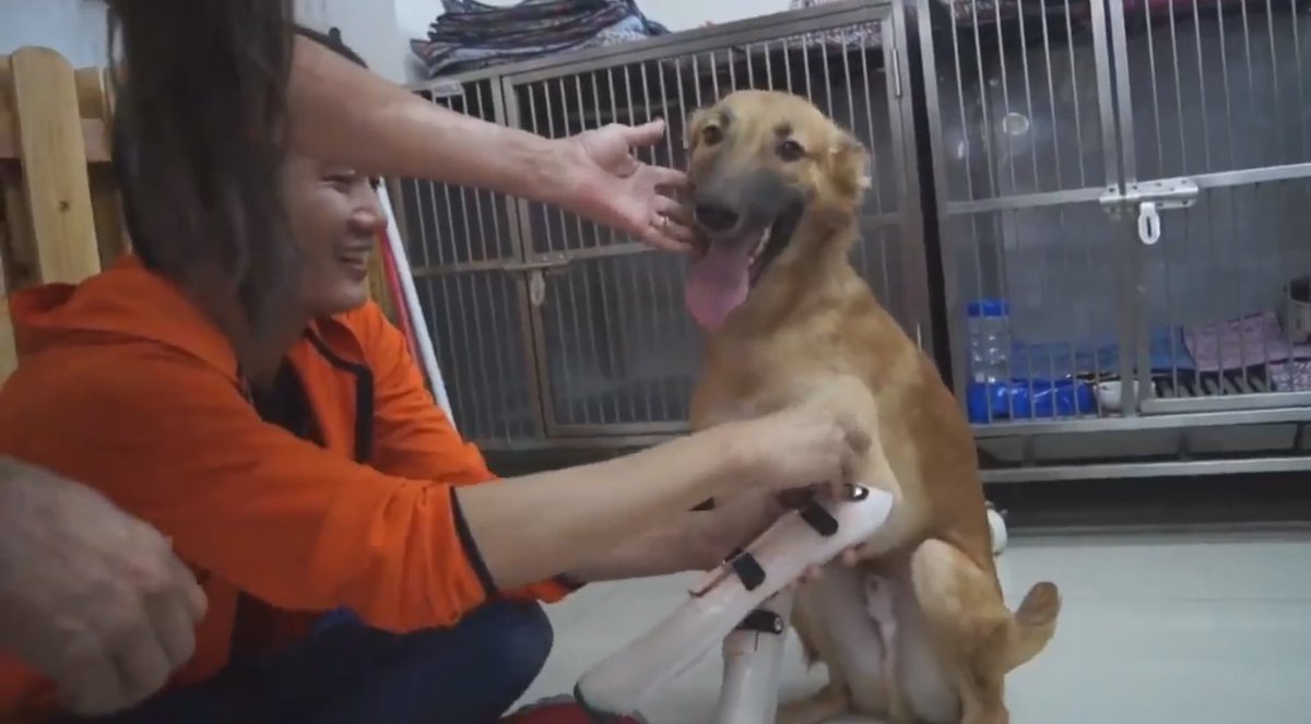 informativost5's tweet photo. La tremenda alegría que desborda un perro al recibir las prótesis de sus dos patas https://t.co/1xydRxYzOZ https://t.co/fuyp04km8e