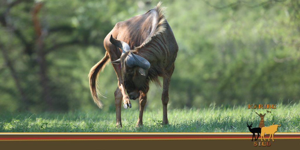 KaribuStud's tweet photo. At Karibu we believe our GWB should have good horn mass. As such, we are proud of our breeding bull King Arthur – all his 2-year-old measure a minimum of 14" average bases. Below is a photo of one of our bulls at the age of 22 months. To us a sterling example of horn mass. https://t.co/Q7INl8lpBN