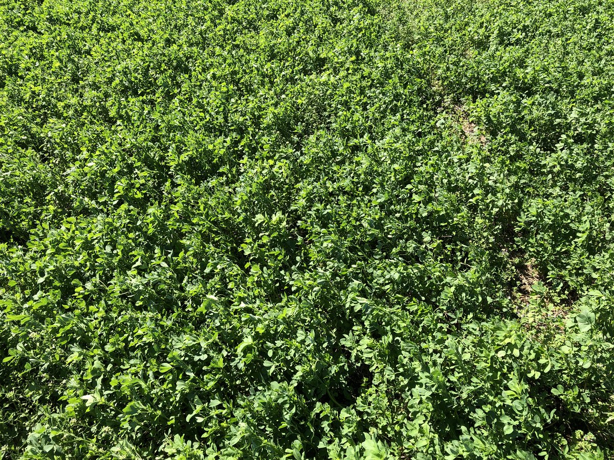 ramblinfarmer's tweet photo. Beautiful alfalfa growing into spring in Goldsboro today!   Already seeing some alfalfa weevil pressure, with the warmer temps. Scout your fields early and regularly to know what your pest population is and what management approach is needed. @NCDairy @NCDairyExt @foragesncsu https://t.co/hqipQvDBUI
