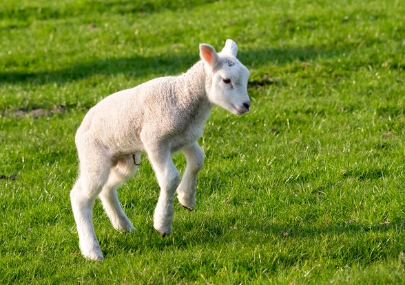 CheshireEast's tweet image. It's lambing weekend at #Reaseheath College Nantwich #CEWhatsOn goo.gl/TbWhXb