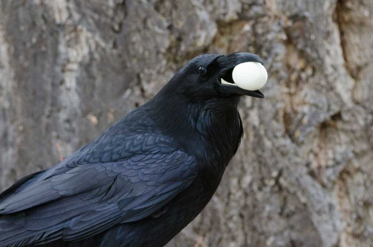 ubcscience's tweet photo. #UBC researcher and @beatymuseum curator Ildiko Szabo provided genetic samples of #BC ravens for project analyzing raven lineages. Turns out one kind of raven has "mated another species into oblivion" https://t.co/AwWzeivnRi https://t.co/U1ZWuaeIFF
