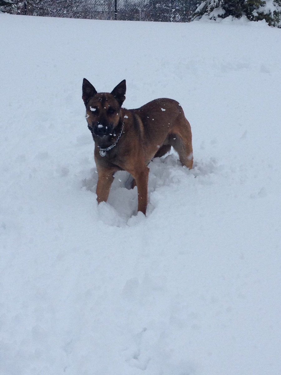 nyspolice's tweet photo. A reminder to stay safe if you have to venture out in the winter conditions.
Quite a bit has fallen in the Capital Region. K-9 Roy and his partner, Trooper Kevin Grogan, took a quick break to check out the snow on Friday. https://t.co/qTyzDahWJK