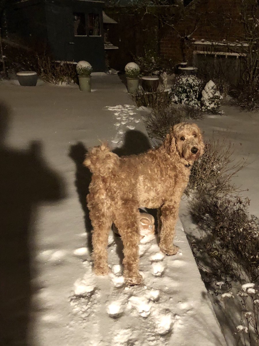 PaulFisher61's tweet photo. More snowy shenanigans, Biscuit Fisher and her big brother Murphy, finding it really hard to get the dogs in #shichon #teddybeardogs #goldendoodle @dogandpuplovers @dogcelebration https://t.co/NZlWtcxDKM