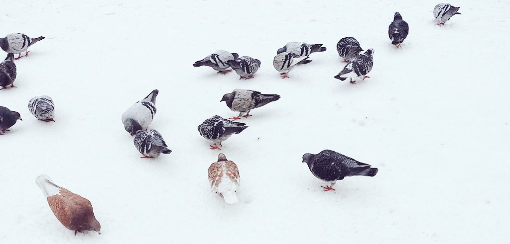 WildandWool's tweet photo. Somehow Bath covered in snow emphasises the beauty of this amazing city ❄️💙
#thebeastfromtheeastBath #Bath #weloveBath #Bathinsnow #snowshots https://t.co/P4Wo9NcFqB