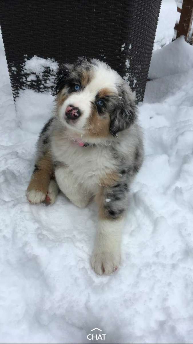 thatbeanskid's tweet photo. Atleast someone likes the snow https://t.co/m4PdW5uYXx