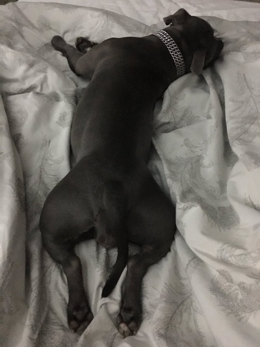 BlueStaffieRoxy's tweet photo. Just having a quick nap on #FrogLegsFriday 🐾🐸🐶❤️
@Staffie_Lovers 
@SoppyStaffiesUK 
@dogcelebration 
#StaffordshireBullTerrier
#Staffie https://t.co/ngdUNuRYAe
