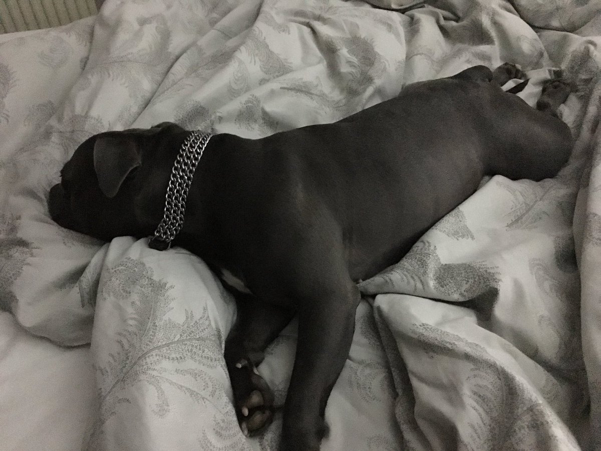 BlueStaffieRoxy's tweet photo. Just having a quick nap on #FrogLegsFriday 🐾🐸🐶❤️
@Staffie_Lovers 
@SoppyStaffiesUK 
@dogcelebration 
#StaffordshireBullTerrier
#Staffie https://t.co/ngdUNuRYAe