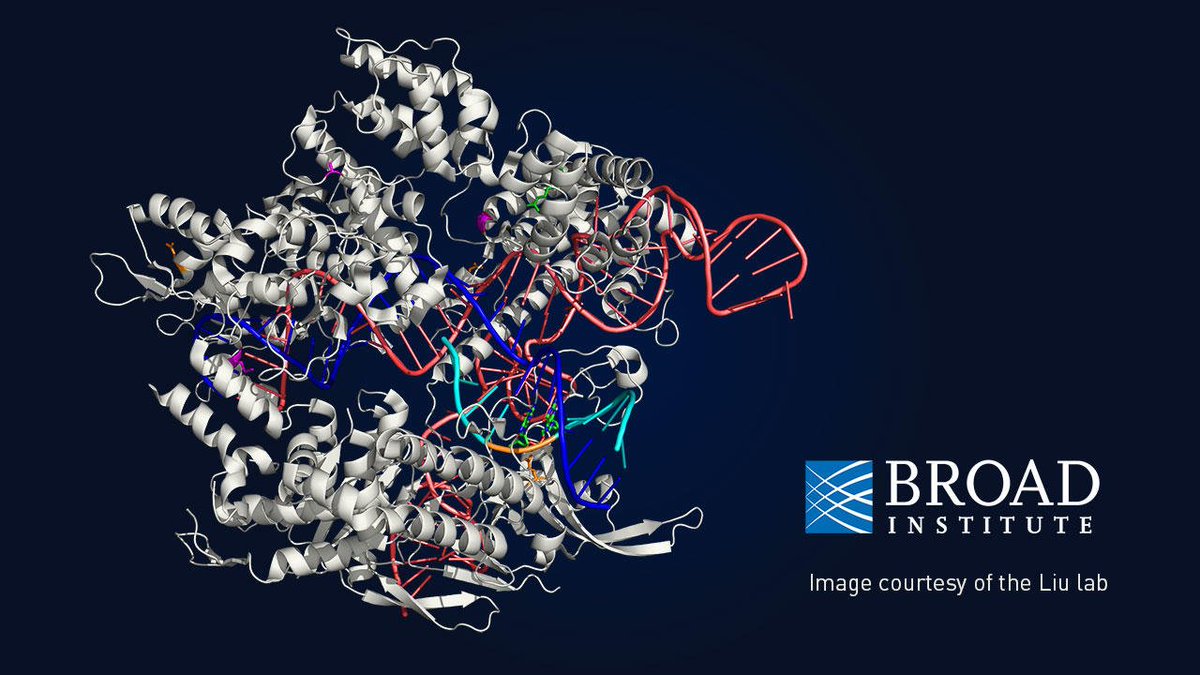 broadinstitute's tweet photo. Researchers have evolved new variants of #CRISPR-Cas9 that are compatible with a wider range of required bases, opening access to more regions of the genome https://t.co/weOpavjkjb https://t.co/6AZsiFGZjg