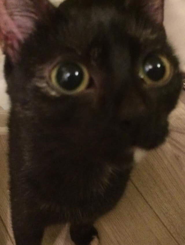 manonvassal_'s tweet photo. je vous présente mimi #postetonchat https://t.co/vJlBTqbeWk