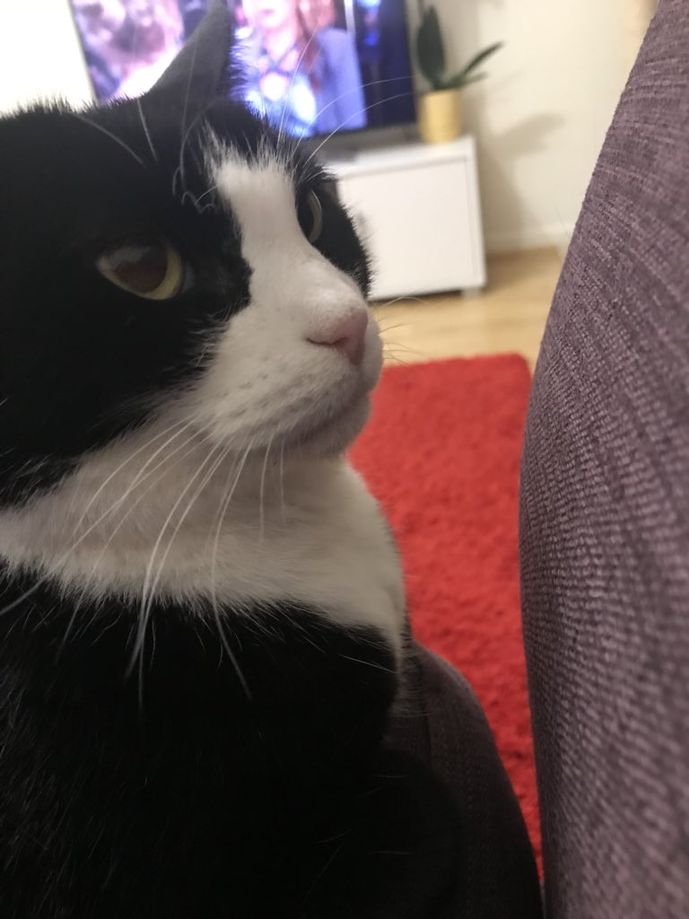 poppycat_life's tweet photo. My employee is late home to feed me. Not impressed! I may have to issue her with a written warning...#EmployeeAppreciationDay #employeefired https://t.co/Nni36uuq3l