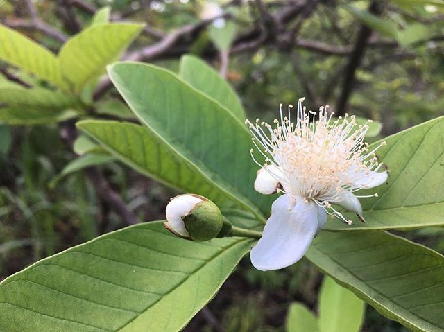 PastelGuayaba's tweet photo. Is your guava local? #RedlandGuava #FreshFromFlorida #RedlandRaised #RedlandTerroir 🌞 #Guavalicious #GuavaRico #GuavaLife #Psidiumguajava https://t.co/dHbW3GgLQl https://t.co/EdHzFDyj3J