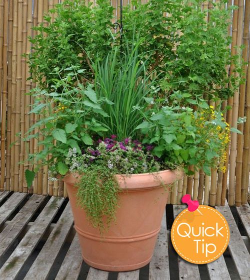 arizonapottery's tweet photo. Pot Tip: Use this mosquito control pot by grouping these plants together to prevent mosquitos and flies. Citronella, Marigold Lemon Gem, Lemon Grass, Catnip, Lemon Thyme. It works #Arizonapottery #PotTip https://t.co/cOZfzmcg4w