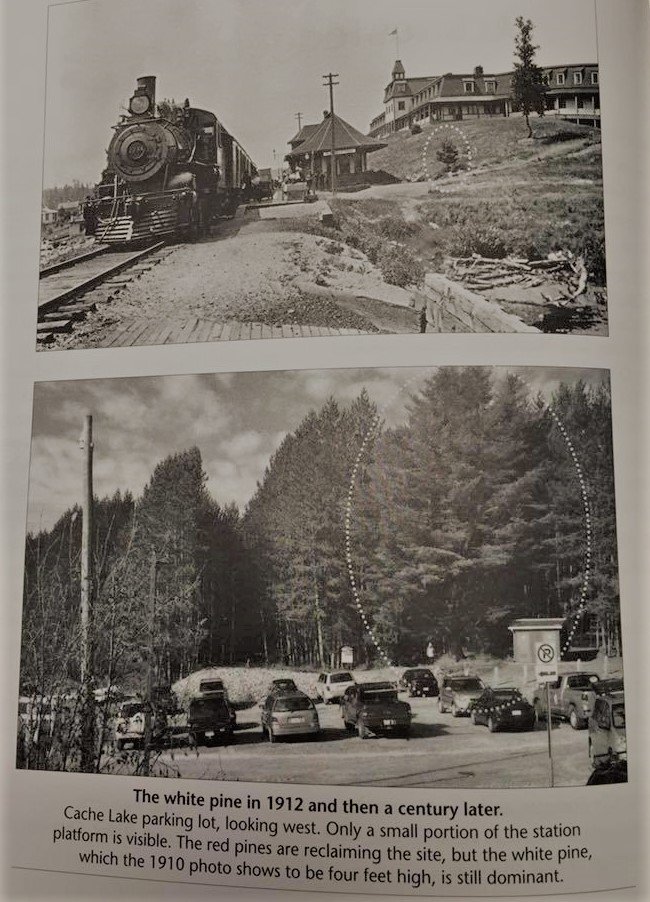 CampTanamakoon's tweet photo. Flashback Friday takes us to a comparison photo of the Cache Lake parking lot in 1910 to 2012! That little white pine is now the beautiful cabbage pine at the start of the historical trail at Cache. #highlandinn @bartlettlodge @AlgonquinPark @algonquinoutfit #welovehistory https://t.co/CpETH4i9Q4