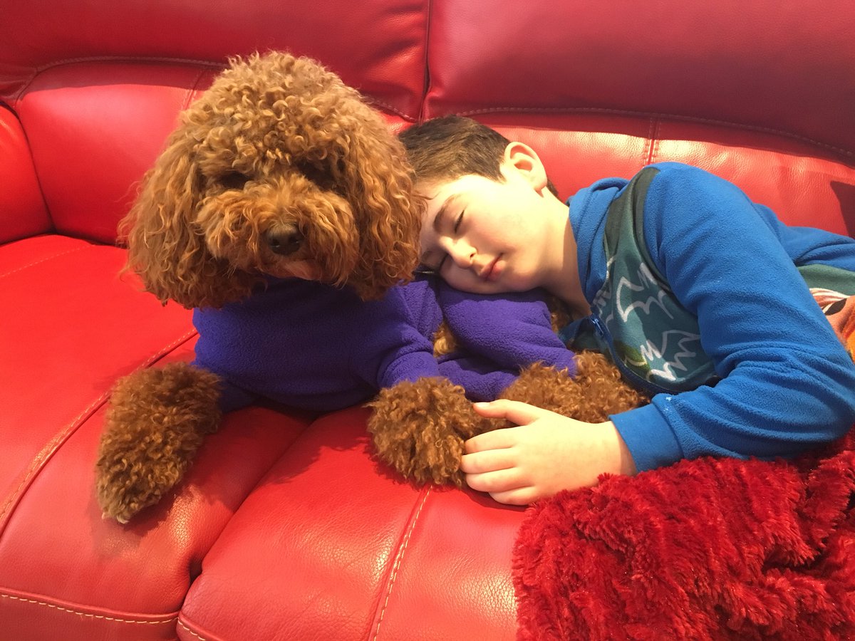 RossoCockapoo's tweet photo. Loving my #SnowDay sofa #snuggles with my #BigBrother @BladeBoyRio in our colour-coordinated #onesies! My lovely @equafleece has been keeping me warm and dry in the #snow! #RioandRosso #RossoCockapoo #Cockapoo #CuteDog #BoysBestFriend #DogsOfTwitter #Equafleece #CosyDog❄️🐶👦🏻 https://t.co/sip2g6Zezy