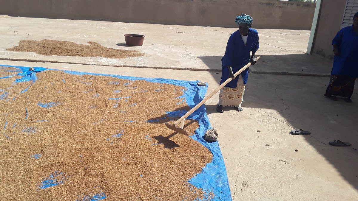 FoscarMali's tweet photo. CIV et FOSCAR Mali ensemble pour la promotion du riz étuve.les etuveuses des régions de Segou et Koulikoro en concertation d'échanger leurs expériences sur l'amélioration de l'etuvage du riz. https://t.co/Y0yO94qDCf
