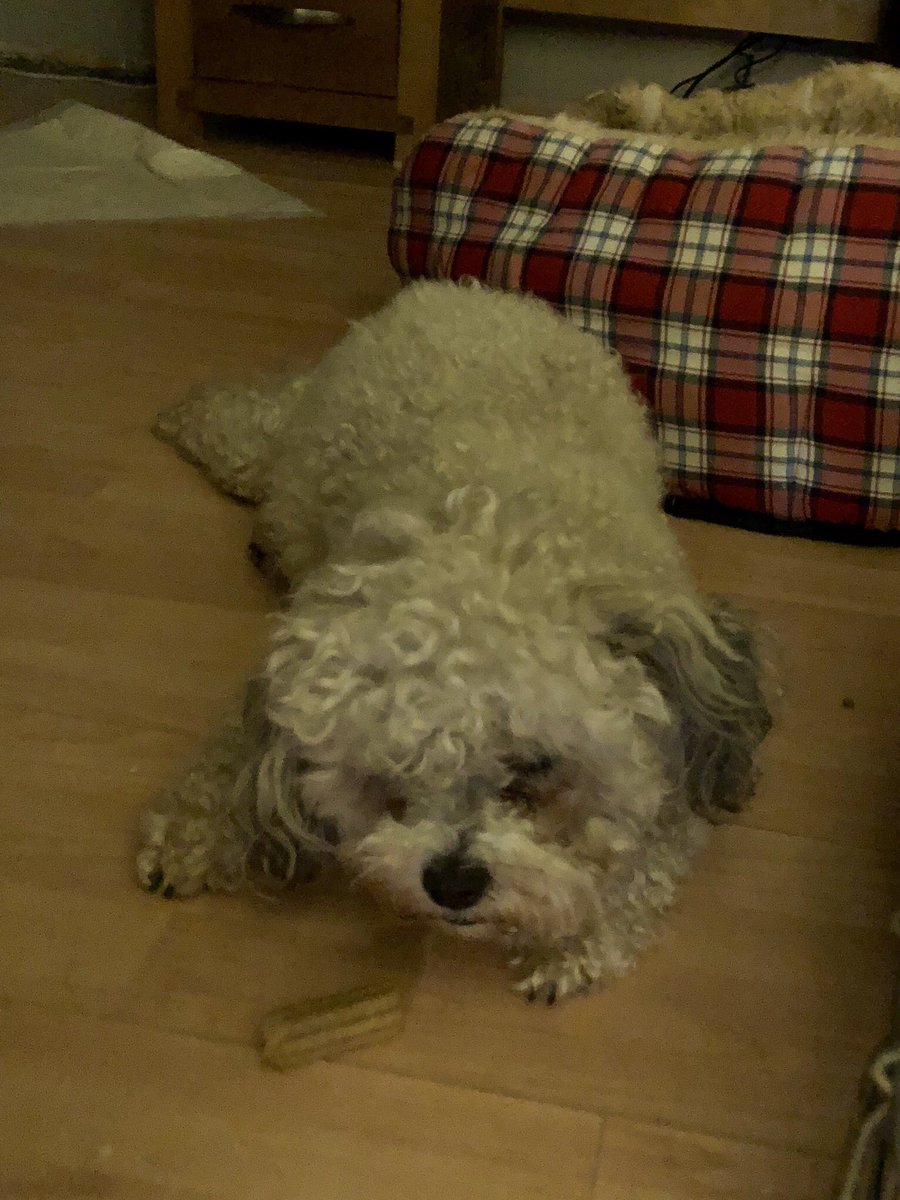 PaulFisher61's tweet photo. This is Doris, back in the house, she is causing chaos by protecting her half eaten chew from Murphy and Biscuit #teddybeardogs @dogandpuplovers @dogcelebration https://t.co/VS2gnKLO3W